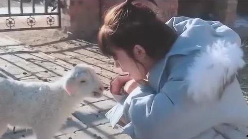 小羊和s姐最新爆料,揭秘娱乐圈幕后真相